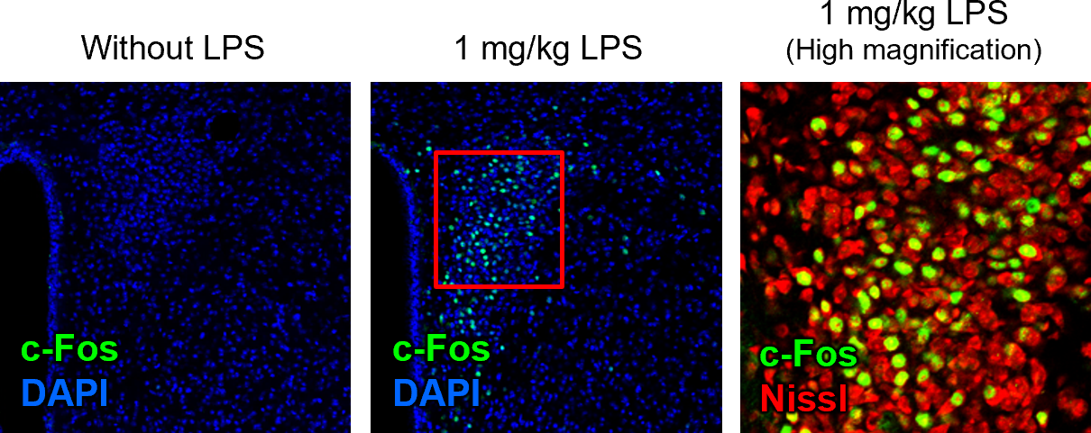 Comparison of c-Fos expression after lipopolysaccharide (LPS) administration
