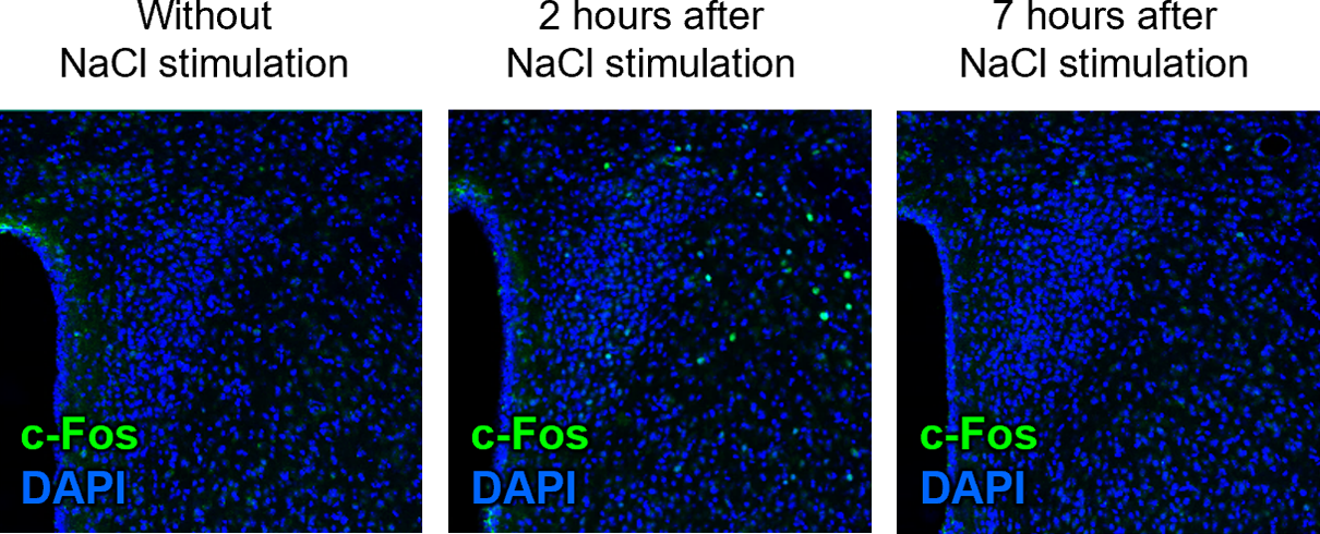 Time course of c-Fos expression under osmotic stimulation