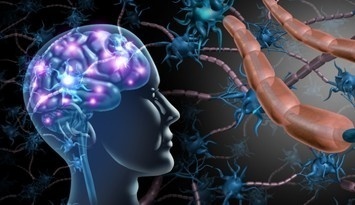 Cerebral Organoids