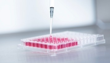 Cerebral Cortex Organoid Induction Protocols
(Pre-patterning)’