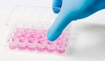Cerebral Cortex Organoid Induction Protocols
(Self-patterning)’