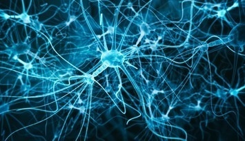 Neural Organoids