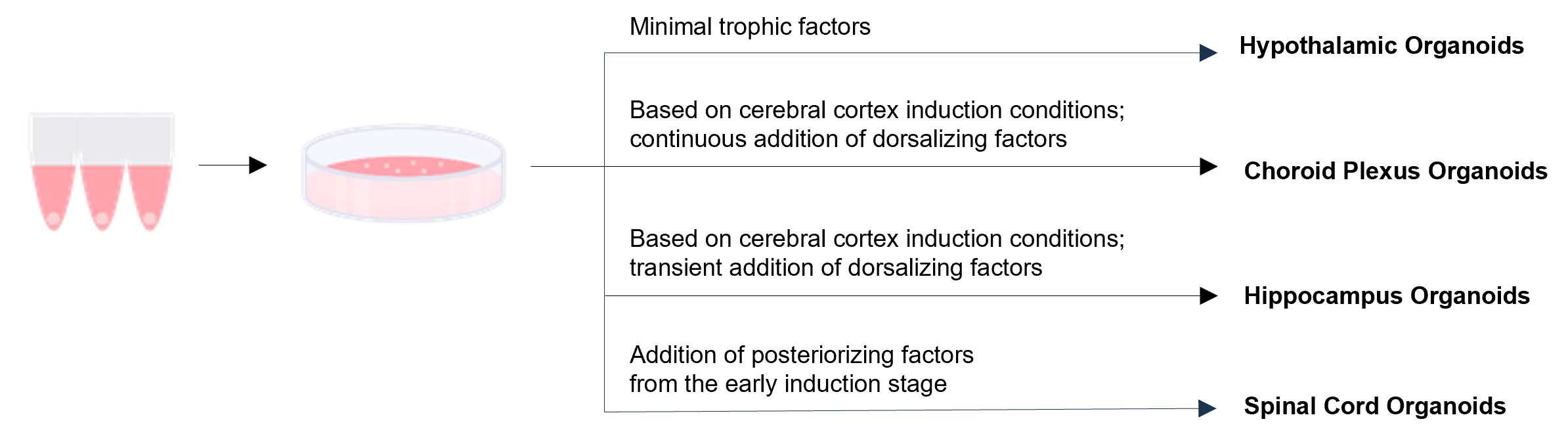 Regionalization of Neural Organoids through Controlled Culture Conditions