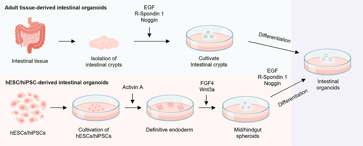 Methods for Generating Intestinal Organoids
