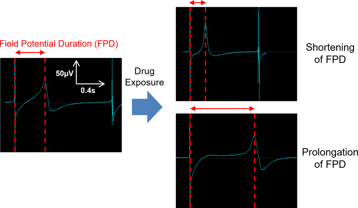 Extracellular Field Potential