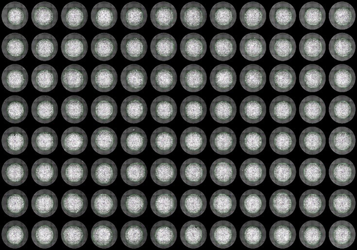 An example of plate layout