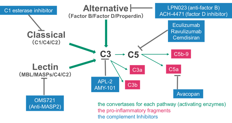 Representative Complement Cascade and Complement Inhibitors