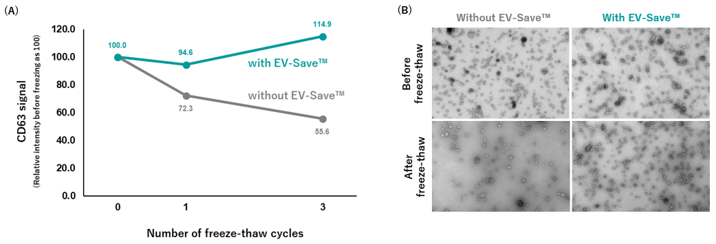 Figure 3 Cryoprotection of EVs by EV-Save™