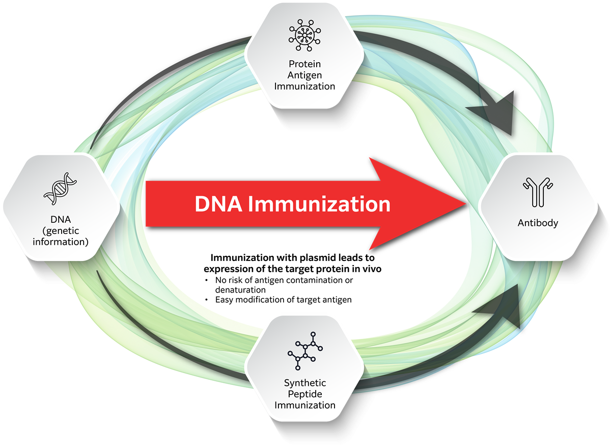 DNAImmunizationDiagramReworked_95362_img01.png