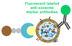 Exosome_Flow_Cytometry_Kits_img02R.png