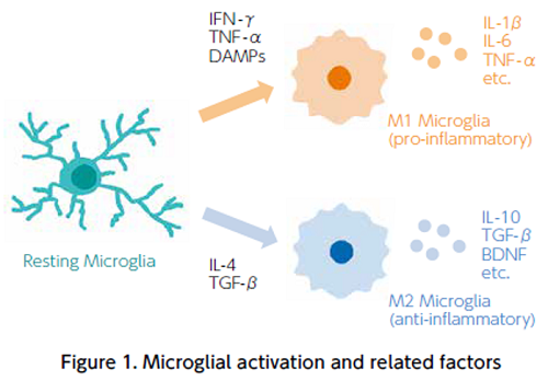 microglia_research_img01.png