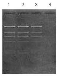 Pick up a small amount of nucleic acid