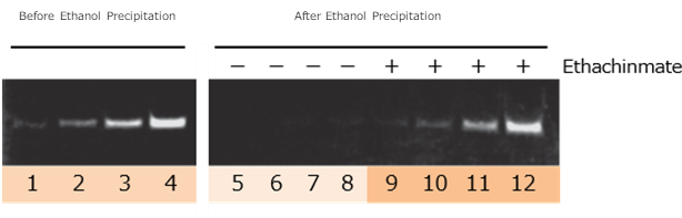 Pick up a small amount of nucleic acid