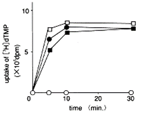 Affect for Reverse Transcriptase