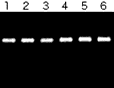 Affect for Taq DNA Polymerase