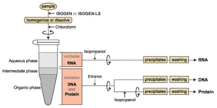 ISOGEN Protocol