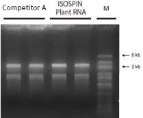 Electrophoresis Leaves