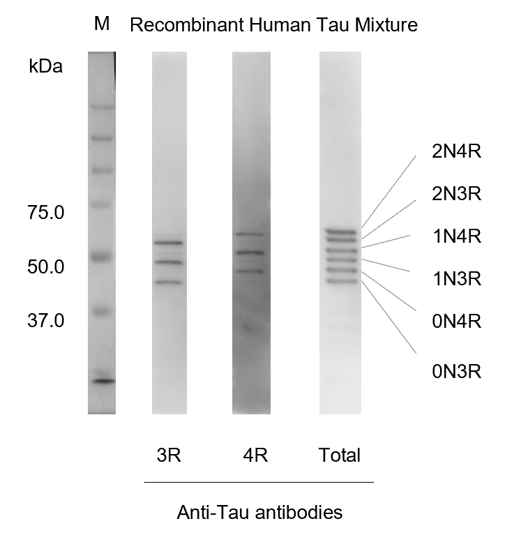 Detection of isoforms