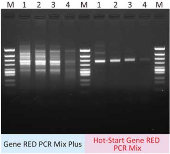 PCR with primers that often cause non-specific amplification (Electrophoresis image)