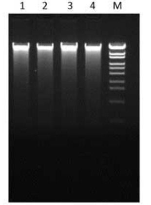 DNA extraction from spinach