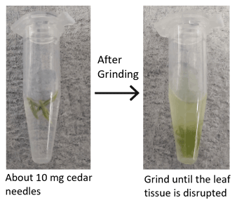 DNA extraction from cedar needles