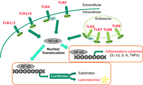 Monocyte Activation test assay principle