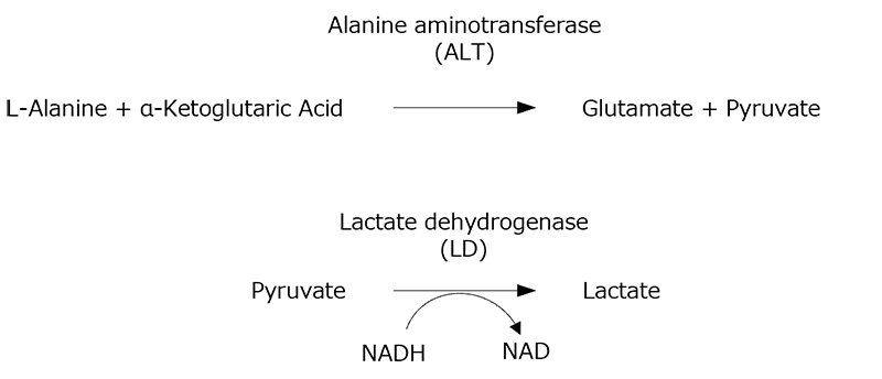 Principle of the ALT (GPT) assay
