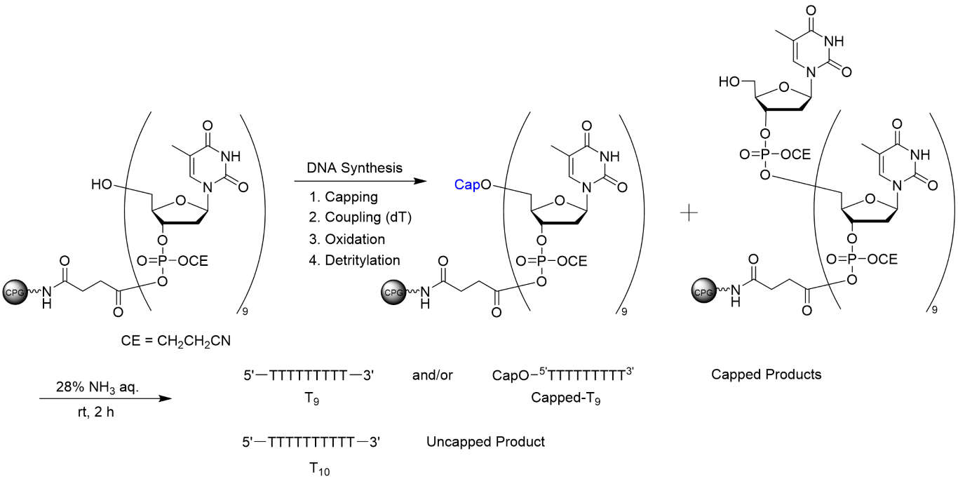 Comparison of capping efficiency for primary hydroxyl group at the 5′ terminus