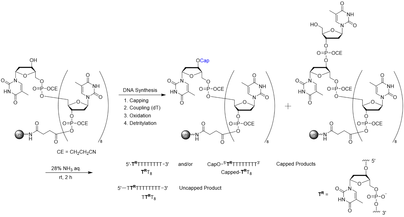 Comparison of capping efficiency for secondary hydroxyl group at the 3′ terminus