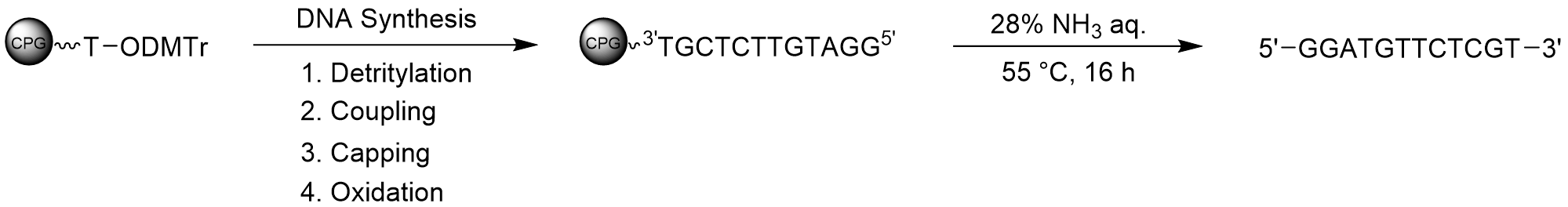 Synthesis of 12-mer deoxyoligonucleotide