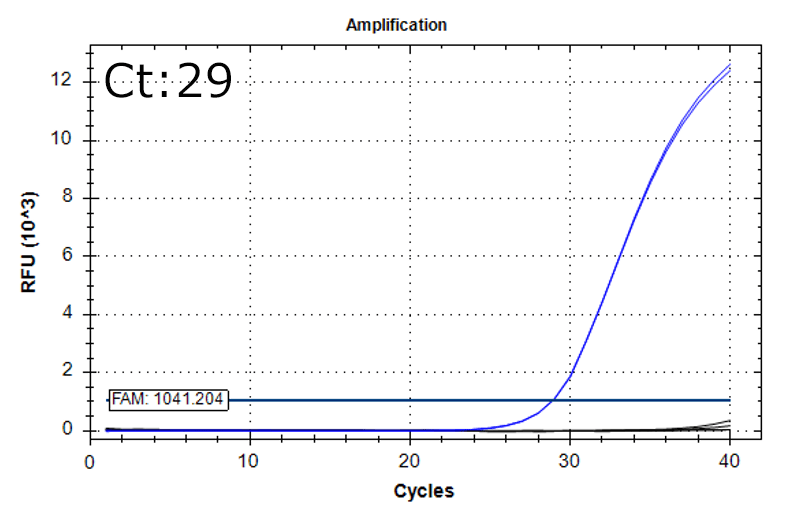Staphylococcus aureus