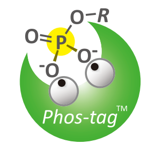 Protein phosphorylation analysis using Phos-tag-based techniques